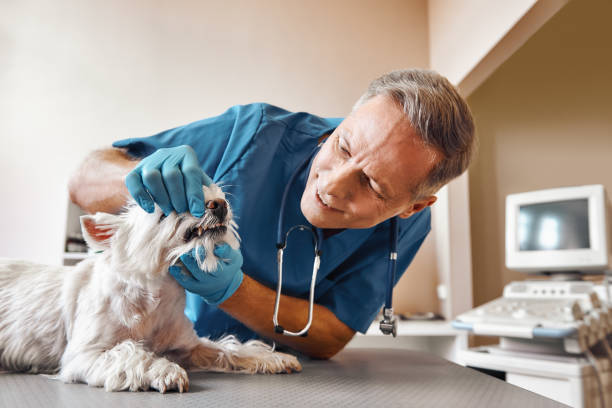 Best Emergency Dental Care for Broken or Chipped Teeth in Penn Estates, PA